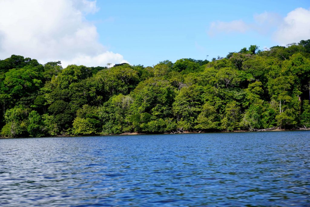 jungle amazonie fleuve oyapock